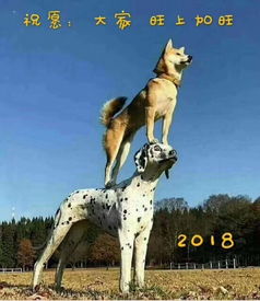 我要被新年表情包笑死