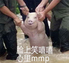 网红小猪表情包是怎么火的网红小猪表情包搞笑大全