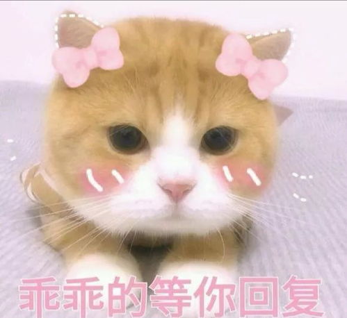 有什么套路女朋友的表情包