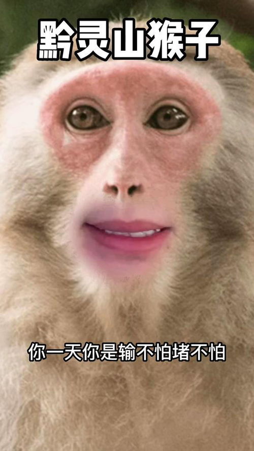 峨眉山猴子真事绿茶萌宠搞笑专治不开心
