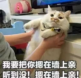 网红喵楼楼我回喵星了,你们不要太想我