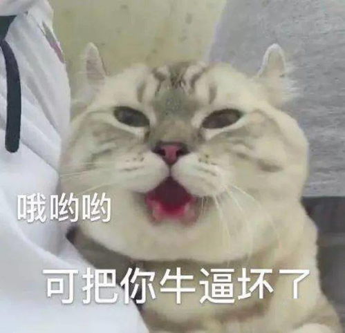 40个怼人必胜表情包,这样骂人又爽又解气