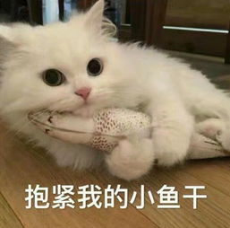 有最近流行的表情包吗