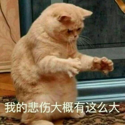 女人,你在玩火啊,爆笑表情包