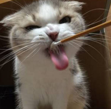 亲自伺候猫咪吃鲜鱼料,可看到它的这个表情,主人心态都崩塌了