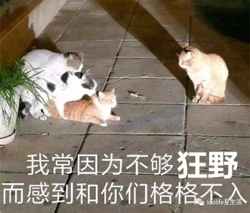 谁先拥抱谁谁擦脸次数多王凯靳东粉丝互撕太好笑