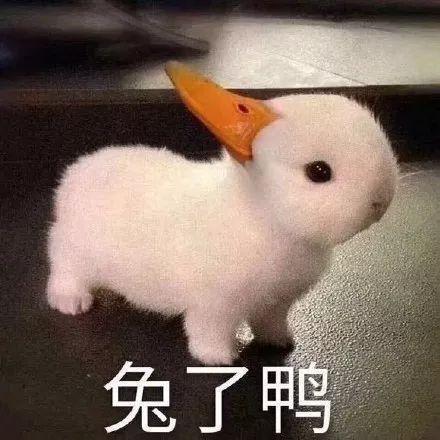 2018朋友圈怼人专用表情包你的小可爱上线