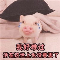 可爱萌萌哒的精致小猪猪微信恶搞表情包合集