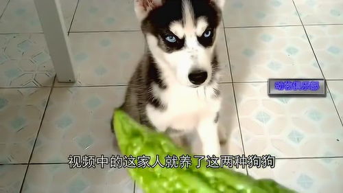 金毛不在家,哈士奇帮忙看宝宝,二哈这表情太逗了