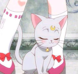 图中这只猫出自什么动漫