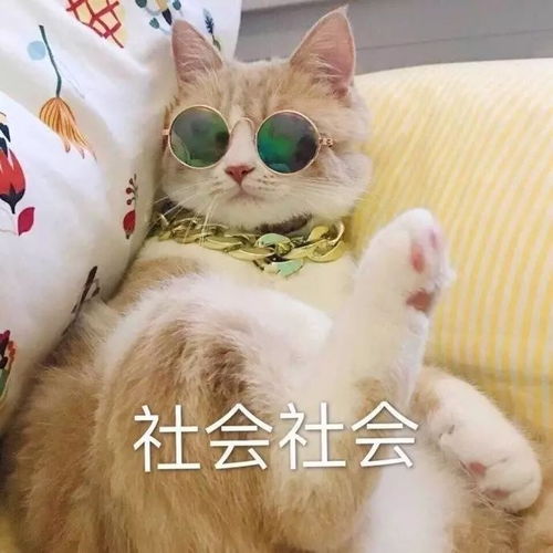 猫的卡通图片头像人脸识别