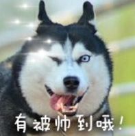 哈士奇表情包二哈表情包图片大全绿色版河东下载站