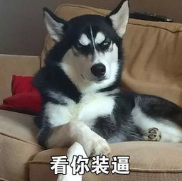 哈士奇的表演时间到了你准备好了吗