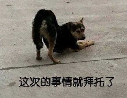 第47期汪表情大无语吸猫会出现狗传狗现象