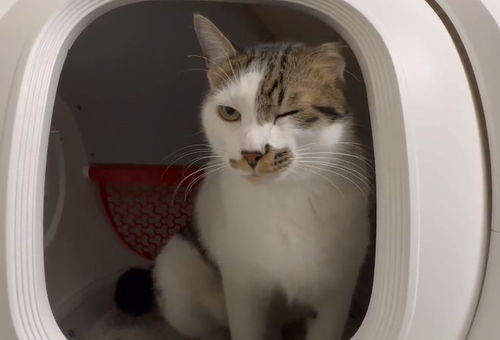 日本举行小猫咪拉粑粑竞赛,便秘猫的表情也太好笑了吧