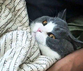 回家看见老公和猫睡床上,猫表情很奇怪,掀开被子一看立马明白了