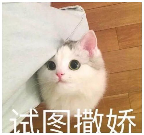 新手养猫技巧如何避开渣男骗局,买到健康又粘人的猫咪