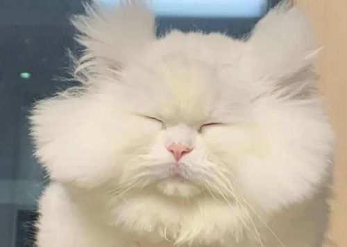 这只猫咪的脸,像不像每天早上不愿起床的你早安打工人