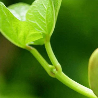 微信绿叶头像图片大全,微信头像树叶简约干净