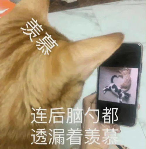 搞笑沙雕表情包真是乌龟办走读,鳖不住校了