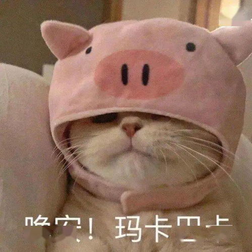 第75期喵表情丨扫黄人站在左边猫站右边