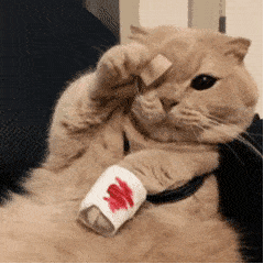 可爱的猫咪表情大全,请收藏备用