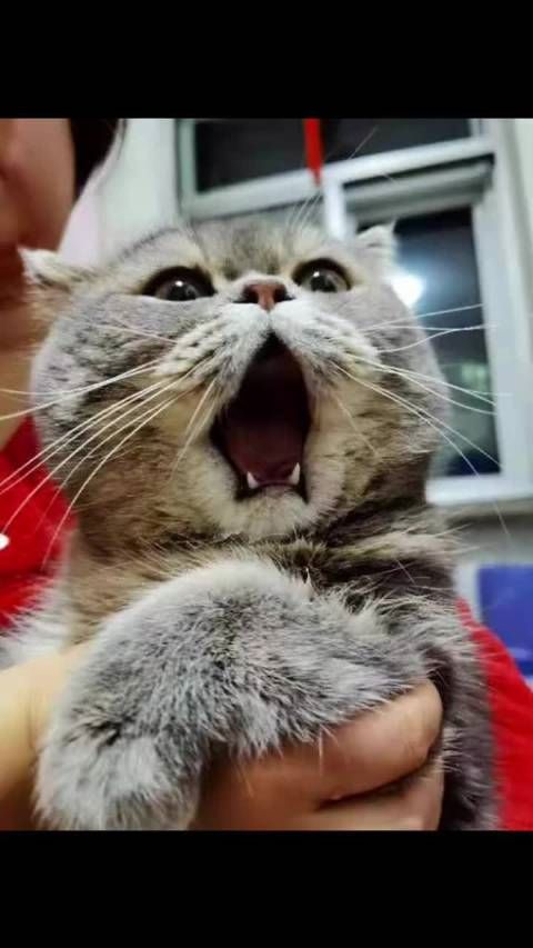 心疼又好笑猫咪打哈欠下巴脱臼痛苦的秒变表情包