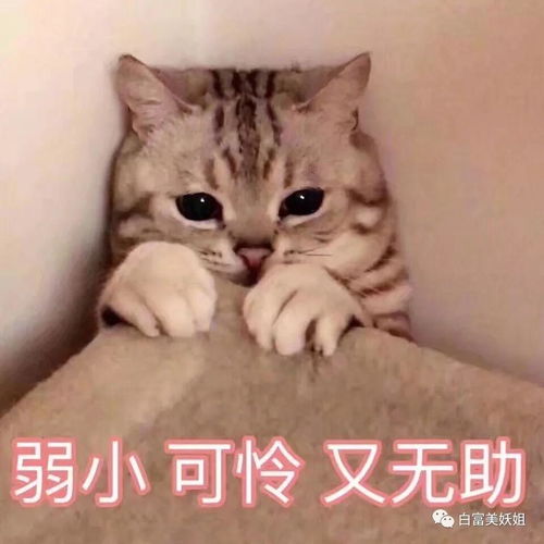 长痘痘表情包搞笑图片猫咪