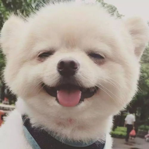 狗狗壁纸丨今天送上超级萌的一波头像