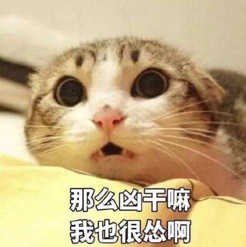 猫咪搞笑表情包猫咪