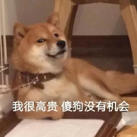 斗图表情包合集你这个卑鄙的美女