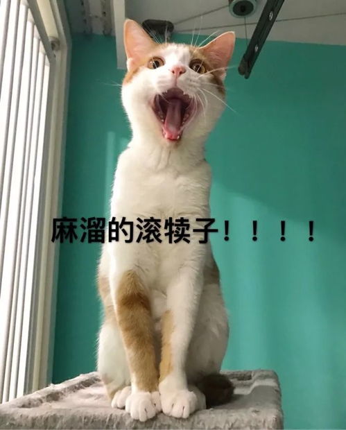 壁纸头像超可爱搞笑猫咪表情包