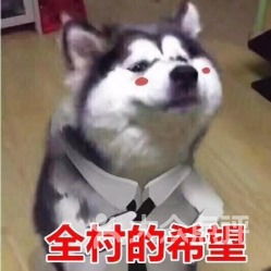电话地址价格营业时间上南地区宠物店团购上海宠物