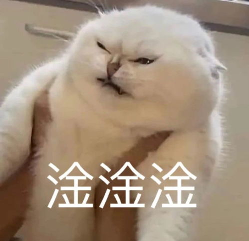 表情包,日常聊天常用
