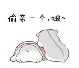 pet丶阮卿.仓鼠表情包