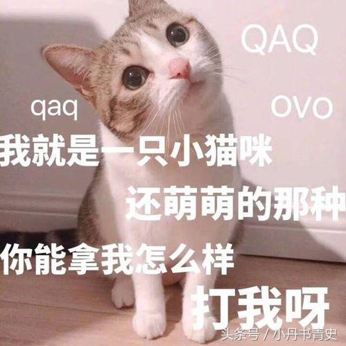 开心一刻,呆萌的动物表情包
