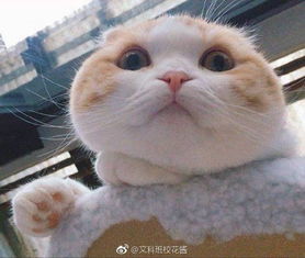 沙雕表情包搞笑猫咪