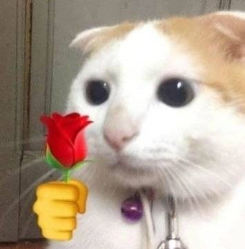 表情包猫猫送玫瑰