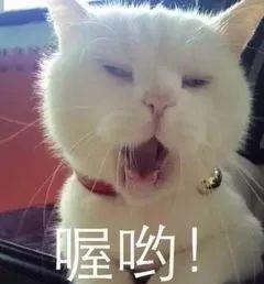 你会因为猫咪长得丑就不喜欢它吗