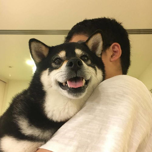 黑色柴犬,怎么长的这么像二哈