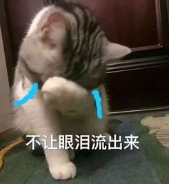 壁纸头像超可爱搞笑猫咪表情包