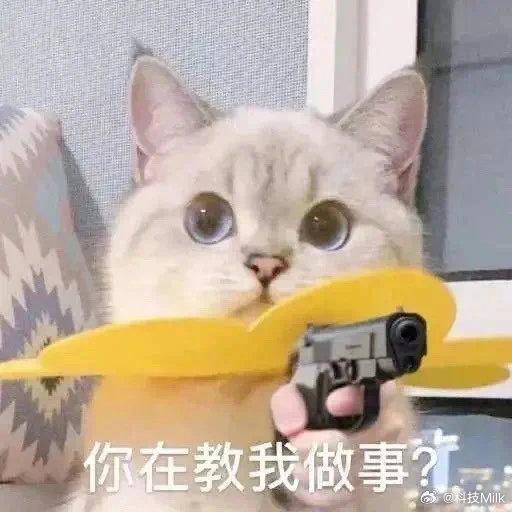 逗比沙雕猫咪头像