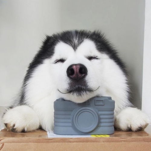 二哈柴犬卡通头像犯错