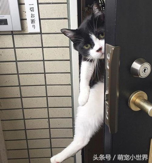 他记录猫咪每天送爸爸上班表情,从你不要走到赶快滚的反差超好笑