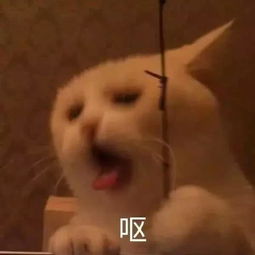 搞笑内涵段子未来姐夫,请你告诉我,两块钱可以买什么好吃的