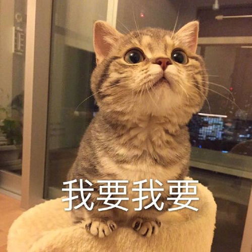 搞笑的猫咪表情包31张,拿去折腾男朋友吧