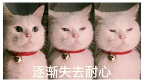 搞笑把表情包猫咪