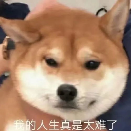 表情包你当我小猫咪不会发怒
