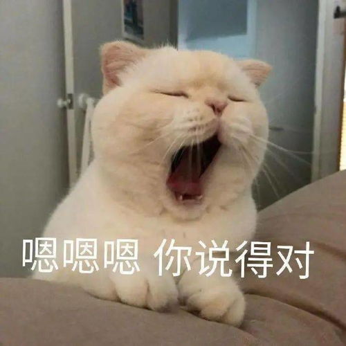 跟你超配的沙雕表情包