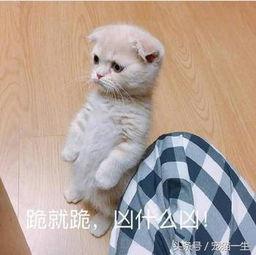 请笑纳一大波最近很火的猫咪搞笑表情包奉上